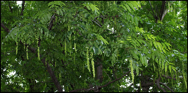 Pterocarya caucasica (2)