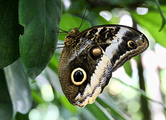 Schmetterling 'Waldeule'