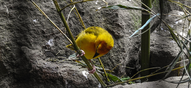 20200301 6518CPw [D~MS] Genickbandweber (Ploceus castaneiceps), Zoo,  Münster