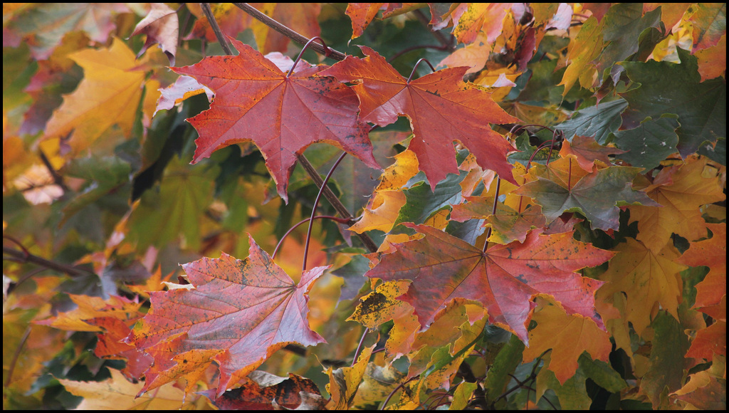 Erable plane en automne