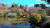 Japanese Garden 20220710 14 50 58 Pro