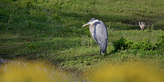 Great blue heron watches a pond - 2016