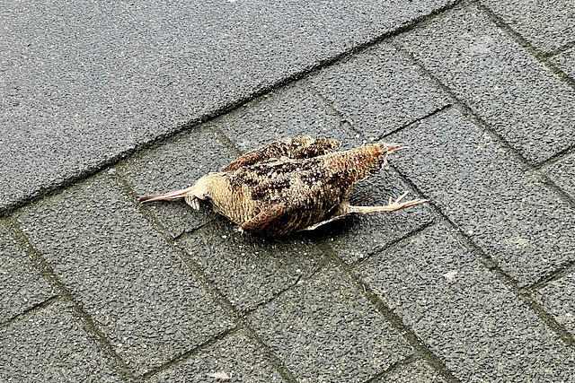 Dead bird