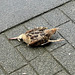 Dead bird