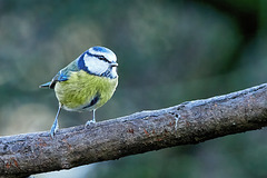 Blue Tit - Cyanistes caeruleus Blue Tit - Cyanistes caeruleus