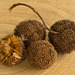 Seed Pods Seed Pods