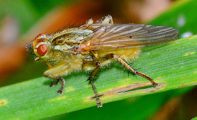 Yellow Dung-Fly. Scathophaga stercoraria