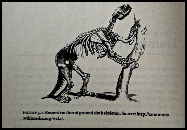 Mylodon darwinii *