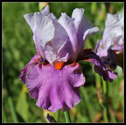 Gyrophare (6)