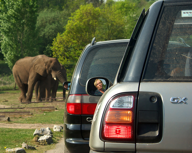 Little portrait with the elephants