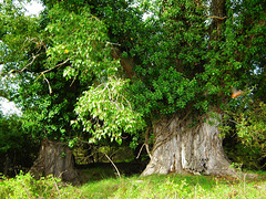 vieux arbres