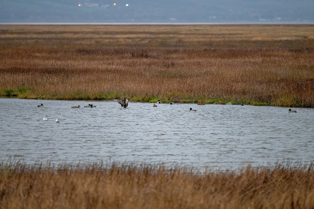 Parkgate scrape