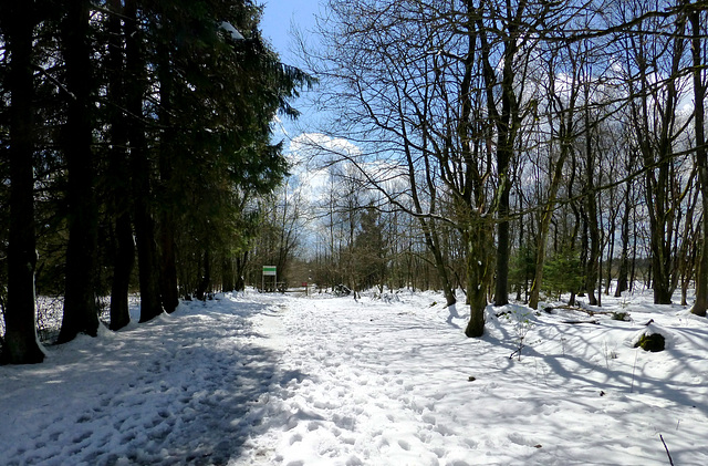 BE - Jalhay - Snow on the Mont-Rigi