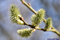 Budding Tree in the Springtime