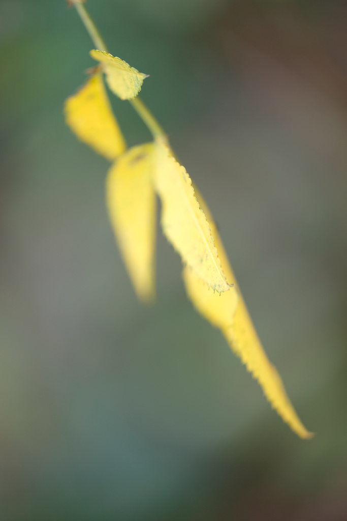 DSCF0027