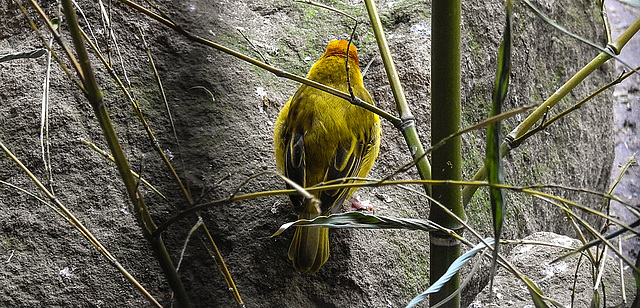 20200301 6520CPw [D~MS] Genickbandweber (Ploceus castaneiceps), Zoo,  Münster