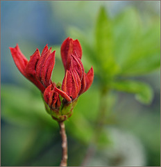 Potted, not quite forgotten, azalea