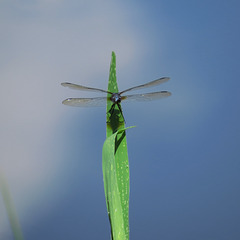 Dragonfly (unknown species)