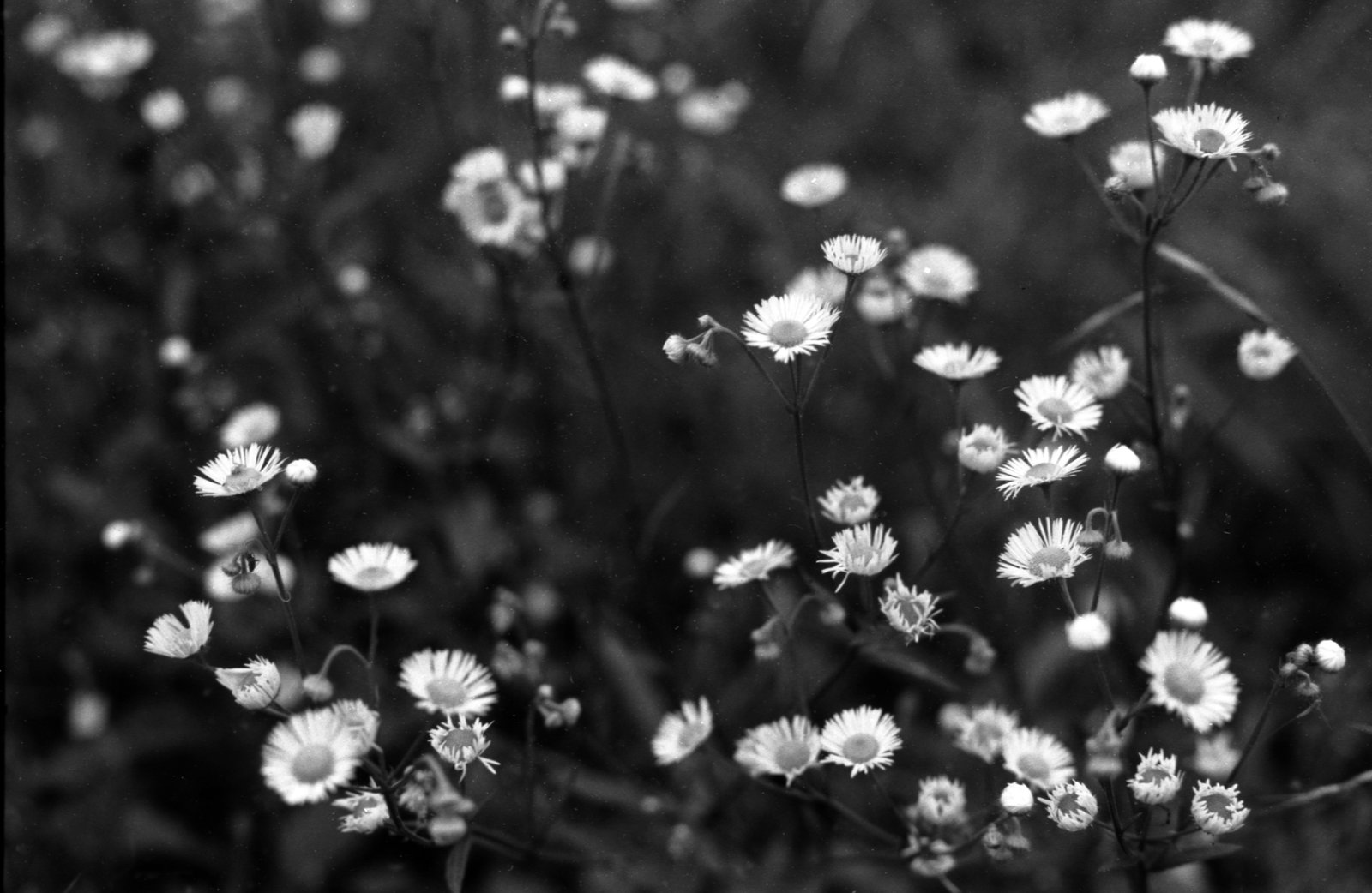 Fleabane