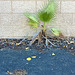 California fan palm California fan palm