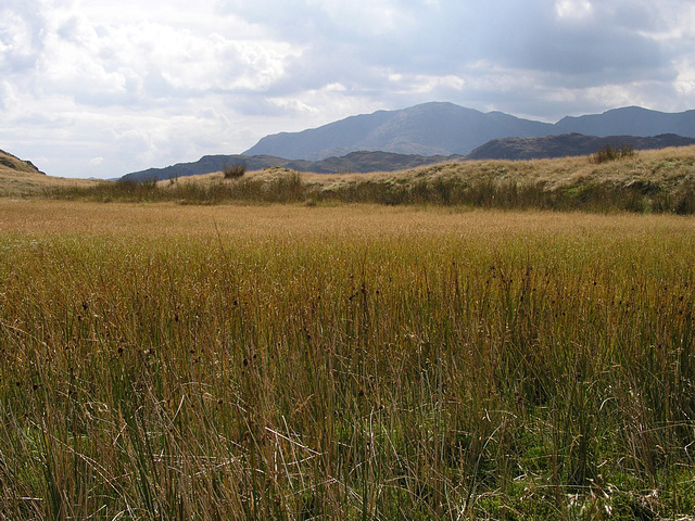 The Golden Bog (Lang How Tarn)