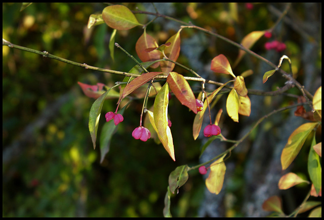 Fusain- Euonymus europaeus