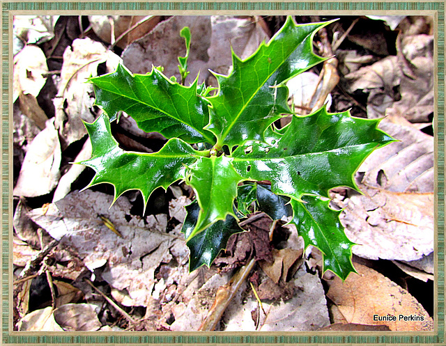 Growing In the Leaves.