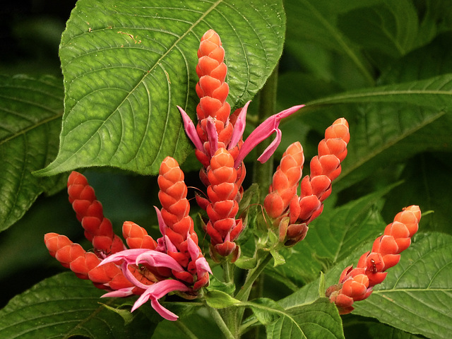 Aphelandra sinclairiana, Asa Wright Nature Centre, Trinidad