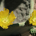 Prickly pear