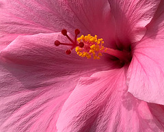 Hibiscus Close Up