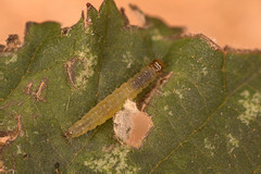 Caterpillar