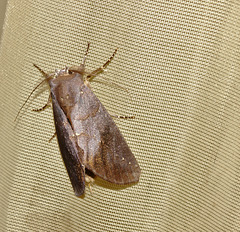 Moth IMG_2789