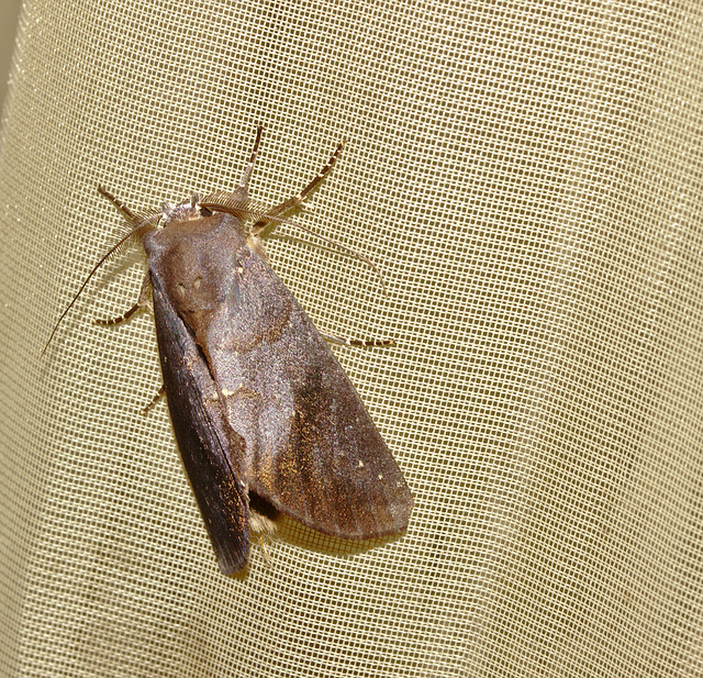 Moth IMG_2789