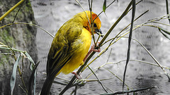 20200301 6525CPw [D~MS] Genickbandweber (Ploceus castaneiceps), Zoo,  Münster