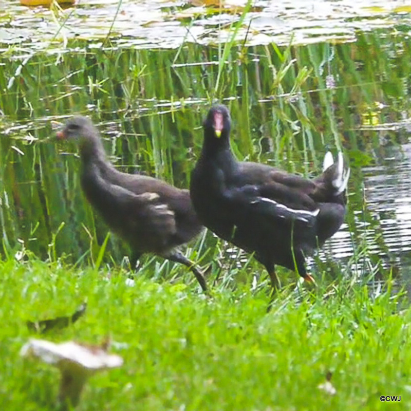 Moorhens on the pond