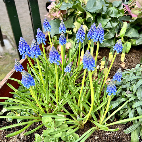 Grape Hyacinth