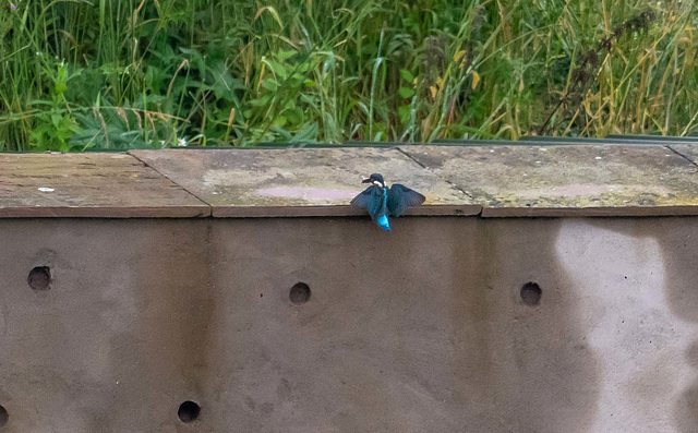 Kingfisher landing