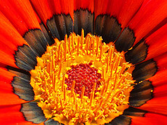 Gazania