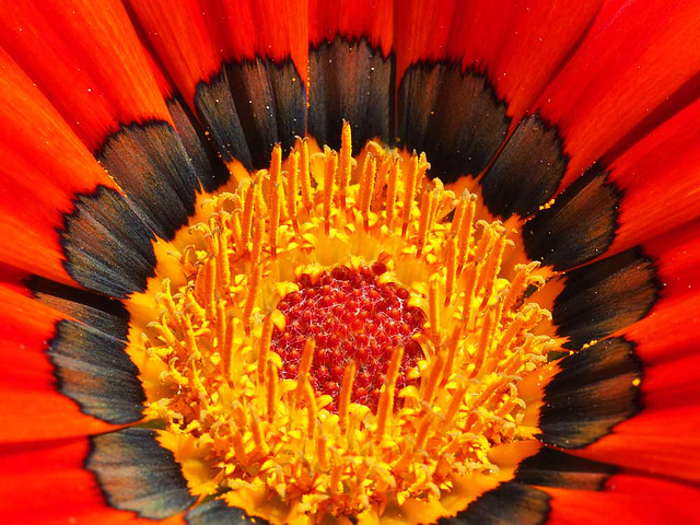 Gazania