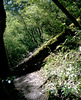 Trail Obstacle