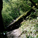 Trail Obstacle