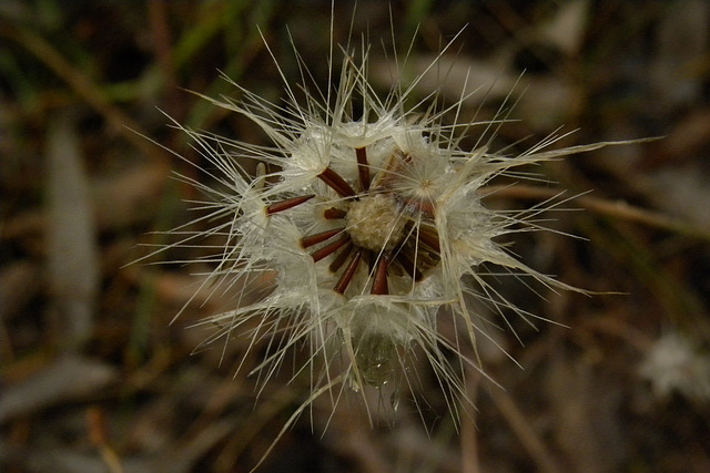 seed head of native daisy