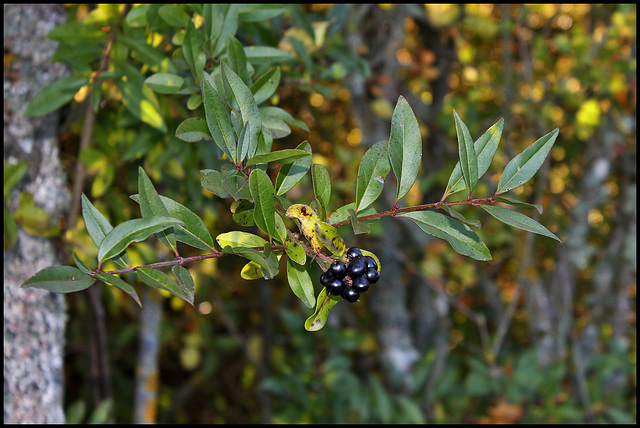 Ligustrum vulgare- Troène (1)