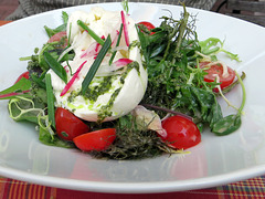 Burrata mit Wildkräutersalat