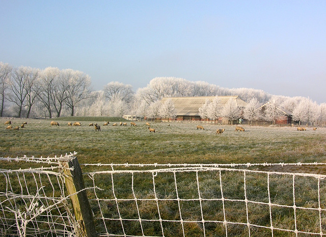 Schafe vor ihrem Winterquartier