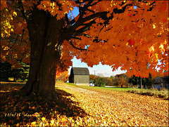 Autumn in the country