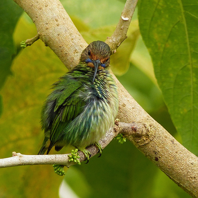 Purple Honeycreeper female preening, Asa Wright Nature Centre