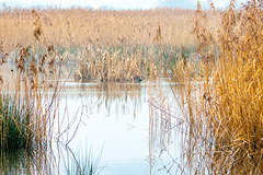 Burton wetlands