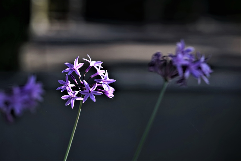 Ma fleur