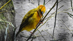 20200301 6526CPw [D~MS] Genickbandweber (Ploceus castaneiceps), Zoo,  Münster